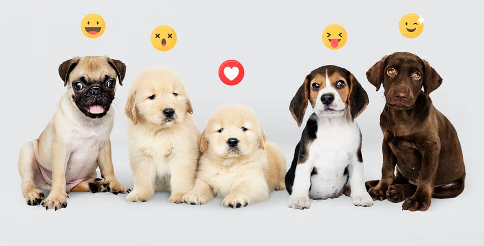 Dogs