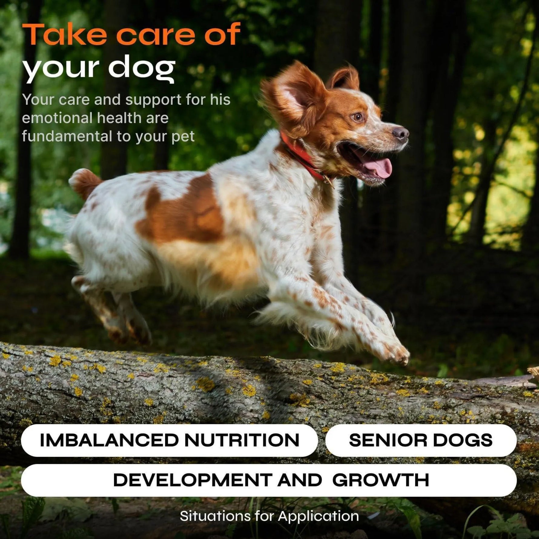 15 in 1 Multivitamin Vet Formulated For Dogs-AMAZON FACTORY