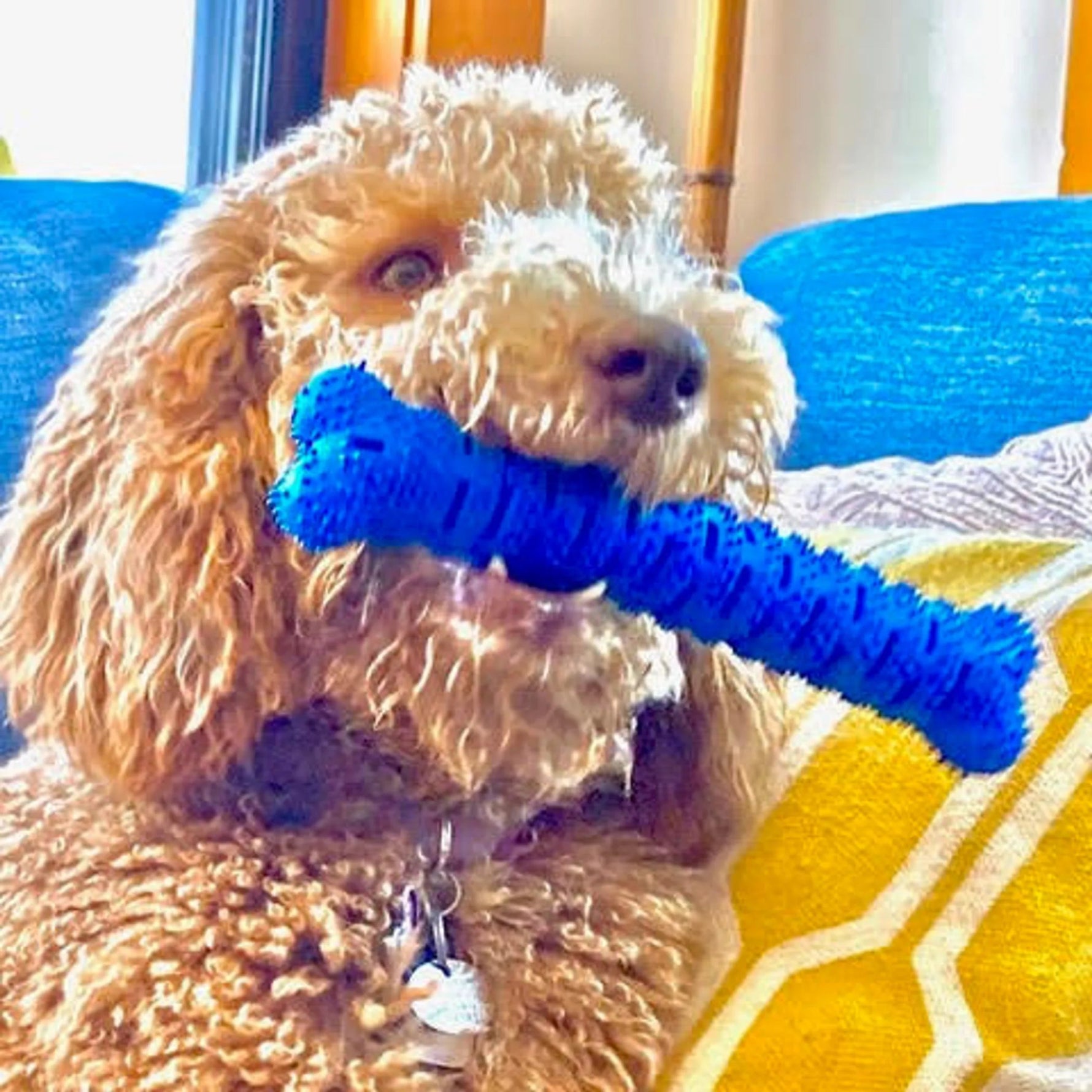 Chew Mete Floss & Toothbrush Toy for Dogs-AMAZON FACTORY