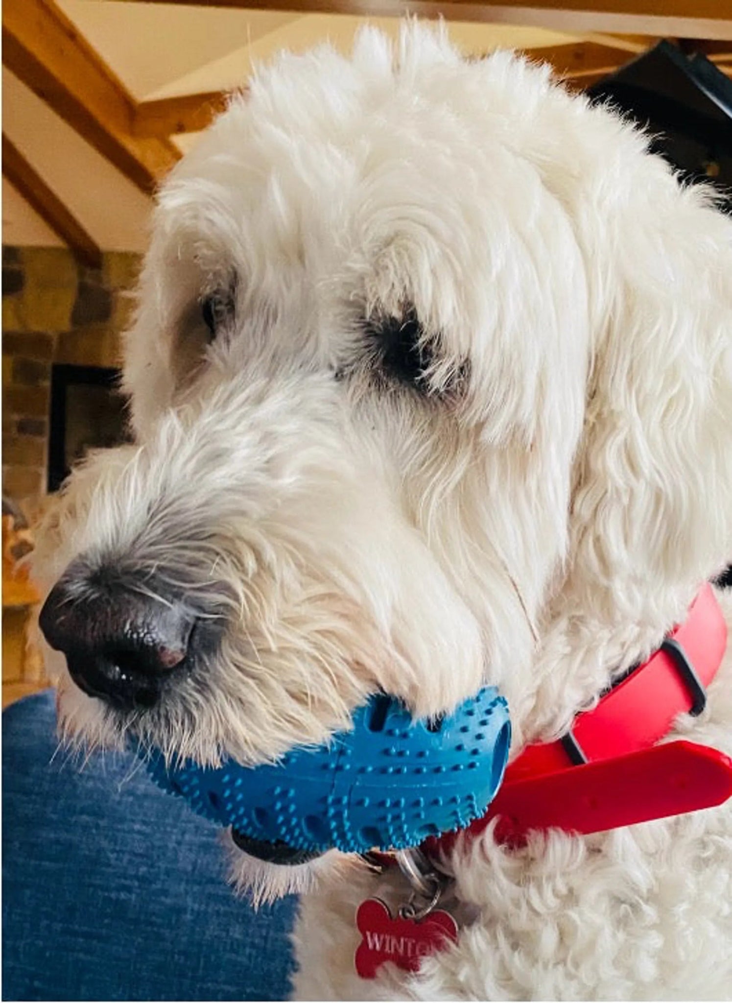 Amazon Factory - Natural Rubber Football Oral Care Toy - AMAZON FACTORY