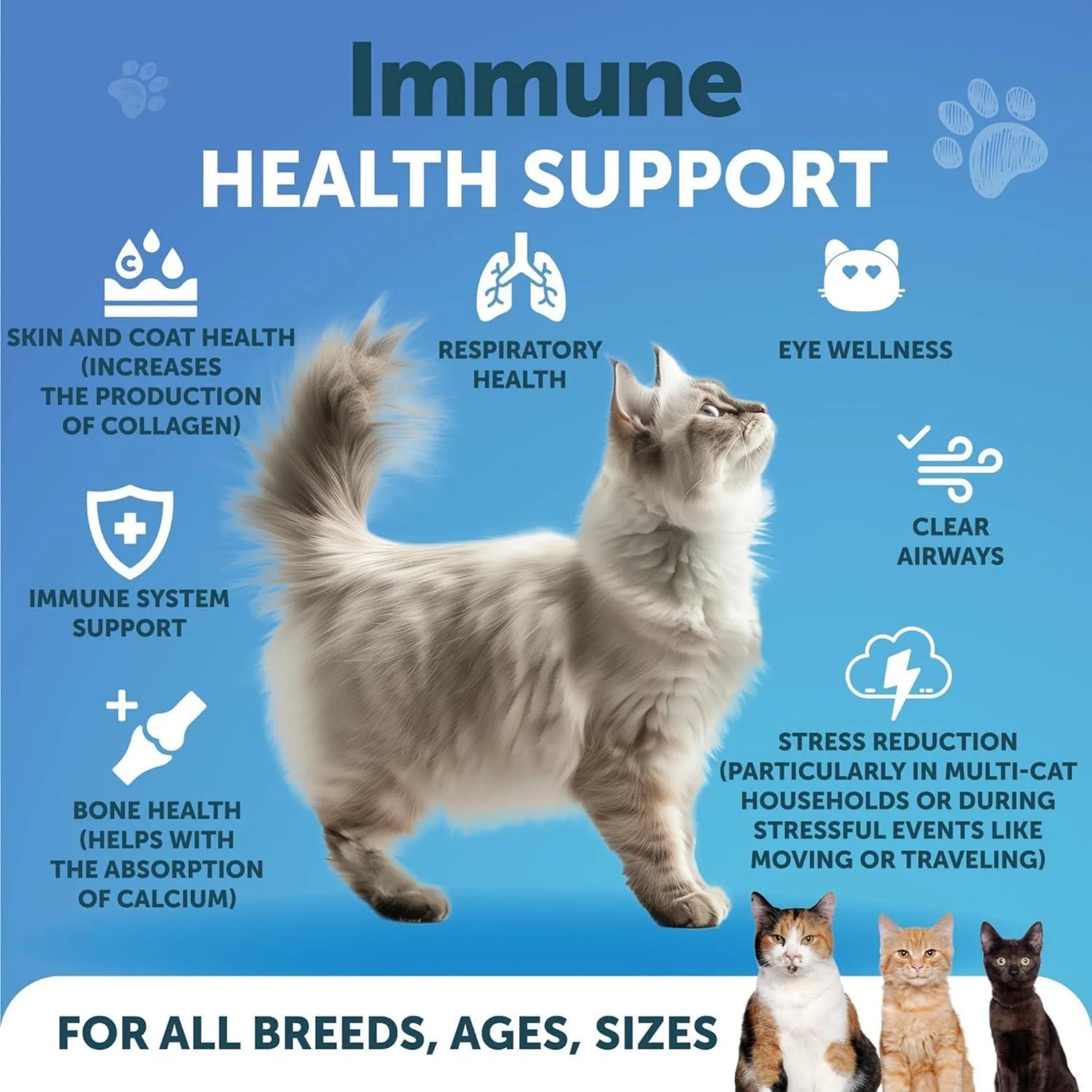 Lysine Powder for Cats – Immune Support-AMAZON FACTORY