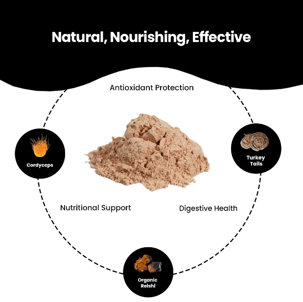 Fermented Mushroom Blend – Immune Support & Wellness-AMAZON FACTORY